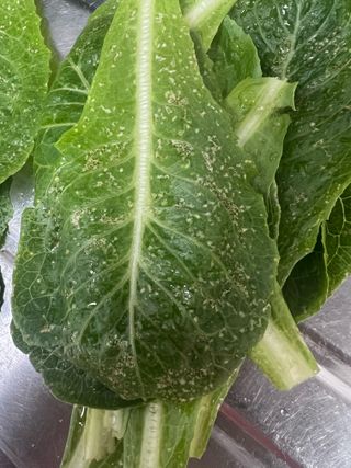 님의 상추 · 병해충상담 작성글 사진