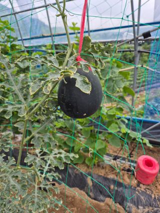 이진우님의 기타작물 · 병해충상담 작성글 사진