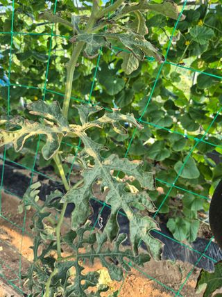 이진우님의 기타작물 · 병해충상담 작성글 사진