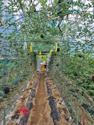 이진우님의 기타작물 · 병해충상담 작성글 사진