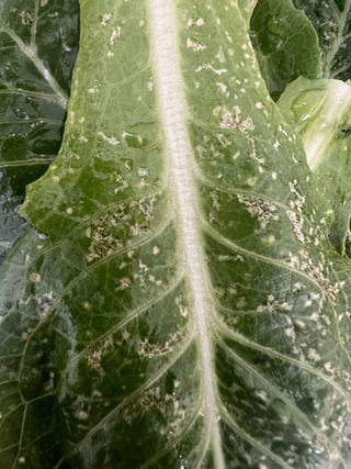 님의 상추 · 병해충상담 작성글 사진