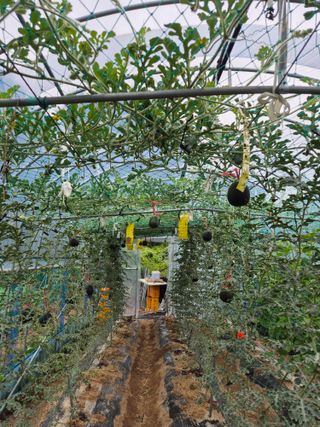 이진우님의 기타작물 · 병해충상담 작성글 사진