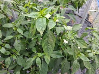 게으른농부님의 고추 · 병해충상담 작성글 사진