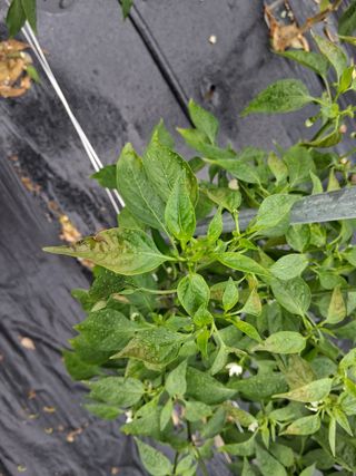 게으른농부님의 고추 · 병해충상담 작성글 사진