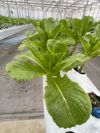 황인수님의 상추 · 병해충상담 작성글 사진