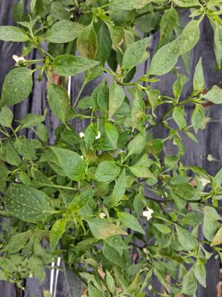 게으른농부님의 고추 · 병해충상담 작성글 사진