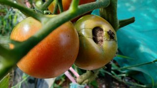 문종덕님의 토마토 · 병해충상담 작성글 사진