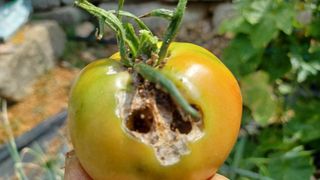 문종덕님의 토마토 · 병해충상담 작성글 사진