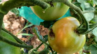 문종덕님의 토마토 · 병해충상담 작성글 사진