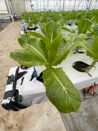 황인수님의 상추 · 병해충상담 작성글 사진