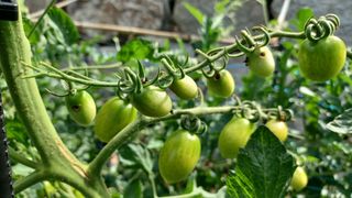 문종덕님의 토마토 · 병해충상담 작성글 사진