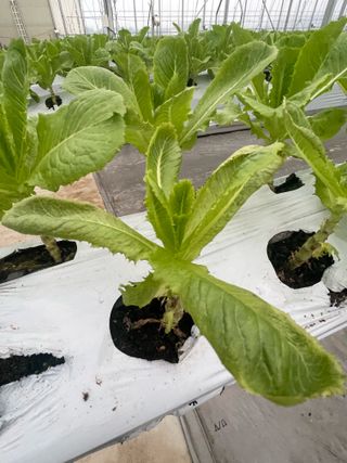 황인수님의 상추 · 병해충상담 작성글 사진