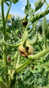 팜모닝 토마토·병해충상담 게시글 이미지