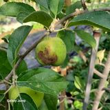 팜모닝 사과·병해충상담 게시글 이미지