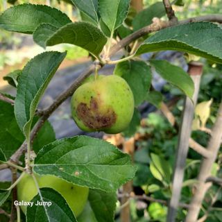 섬진강님의 사과 · 병해충상담 작성글 사진