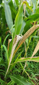 팜모닝 옥수수·병해충상담 게시글 이미지