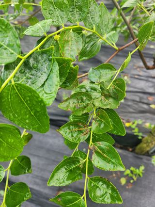 이덕수님의 기타작물 · 병해충상담 작성글 사진