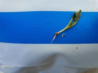 이진렬님의 배추 · 병해충상담 작성글 사진