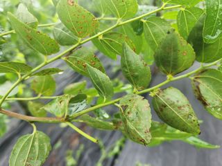 이덕수님의 기타작물 · 병해충상담 작성글 사진