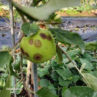 섬진강님의 사과 · 병해충상담 작성글 사진