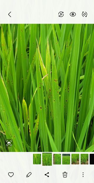 권리를위한투쟁님의 벼 · 병해충상담 작성글 사진