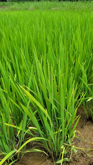 권리를위한투쟁님의 벼 · 병해충상담 작성글 사진