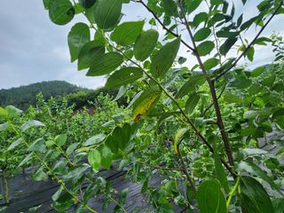 이덕수님의 기타작물 · 병해충상담 작성글 사진