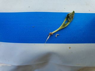 이진렬님의 배추 · 병해충상담 작성글 사진