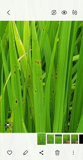 권리를위한투쟁님의 벼 · 병해충상담 작성글 사진