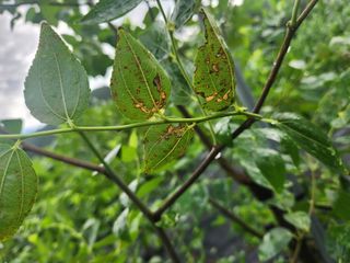 이덕수님의 기타작물 · 병해충상담 작성글 사진