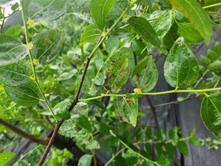 이덕수님의 기타작물 · 병해충상담 작성글 사진