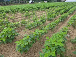 이병현님의 콩 · 병해충상담 작성글 사진