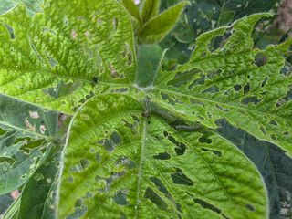 이병현님의 콩 · 병해충상담 작성글 사진