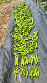 팜모닝 고추·병해충상담 게시글 이미지