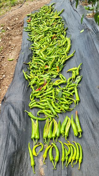 주만택님의 고추 · 병해충상담 작성글 사진