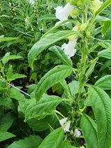 팜모닝 참깨·병해충상담 게시글 이미지