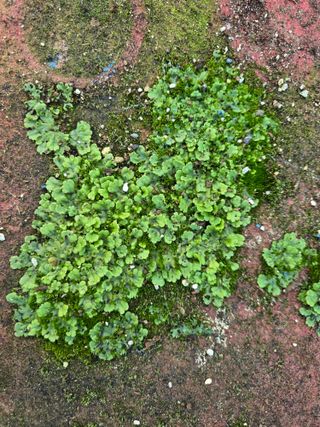 송교창 님의 기타작물 · 병해충상담 작성글 사진