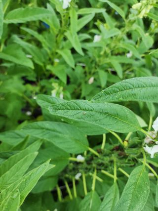 조정구님의 참깨 · 병해충상담 작성글 사진