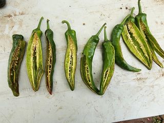 구자형님의 고추 · 병해충상담 작성글 사진