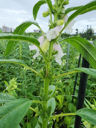 조정구님의 참깨 · 병해충상담 작성글 사진