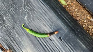 맹호님의 고추 · 병해충상담 작성글 사진