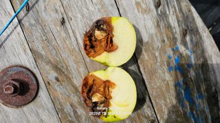 이봉식님의 사과 · 병해충상담 작성글 사진