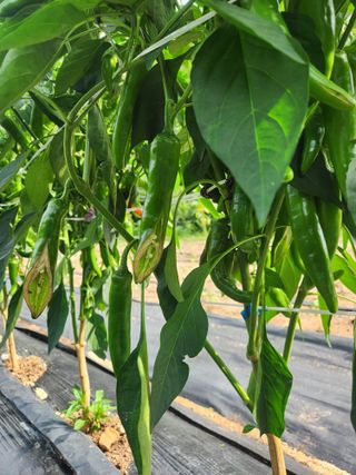 kis님의 고추 · 병해충상담 작성글 사진