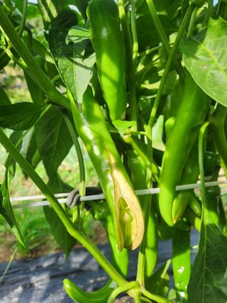 kis님의 고추 · 병해충상담 작성글 사진