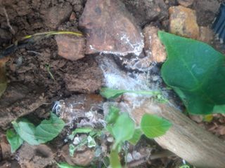 상추12428님의 고추 · 병해충상담 작성글 사진