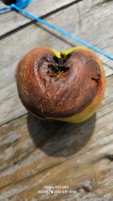 팜모닝 사과·병해충상담 게시글 이미지