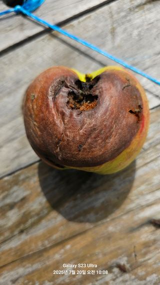 이봉식님의 사과 · 병해충상담 작성글 사진