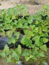 팜모닝 고구마·병해충상담 게시글 이미지