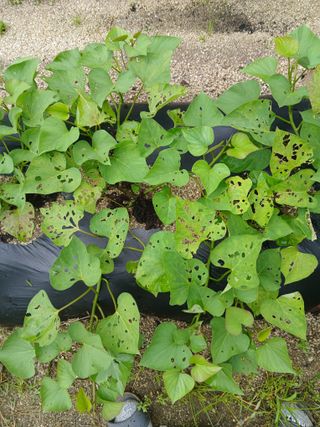 충북금관님의 고구마 · 병해충상담 작성글 사진