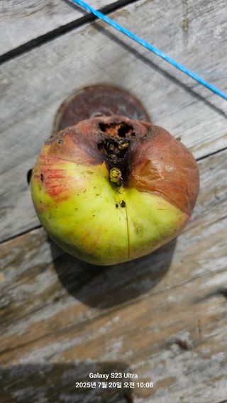이봉식님의 사과 · 병해충상담 작성글 사진